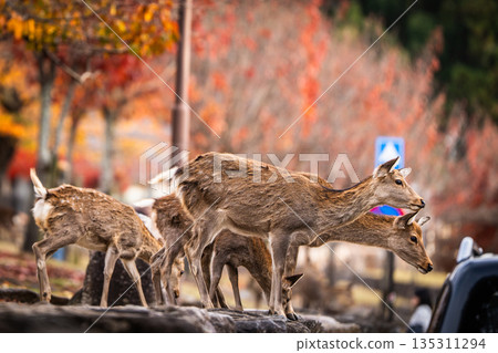[秋] 奈良公園的鹿 [紅葉] 135311294