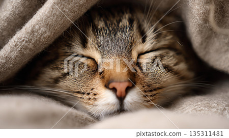 一隻貓舒服地睡在蒲團裡 135311481