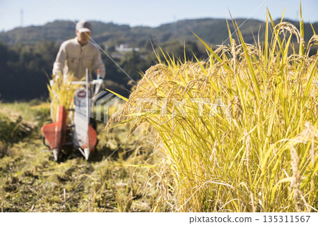 Image of rice harvesting: Rice ears and a man harvesting rice using a hand-pushed rice harvester binder Image of rice harvesting: Rice ears and a man harvesting rice using a hand-pushed rice harvester binder 135311567