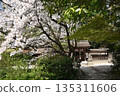 神社和櫻花 135311606
