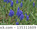 穆斯卡里藍色花 135311609