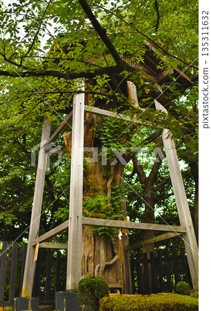 Osugi of Inuyama Castle | An ancient cedar tree and the tower that supports it 135311632