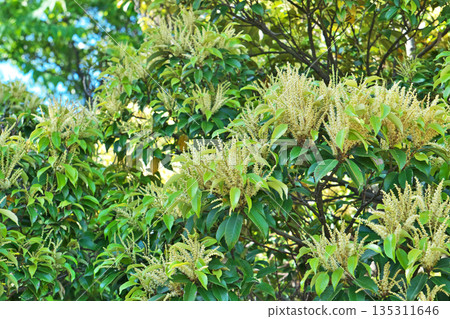 Castanopsis sieboldii flowers (spring, May) 135311646