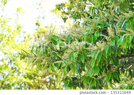Castanopsis sieboldii flowers (spring, May) Castanopsis sieboldii flowers (spring, May) 135311649
