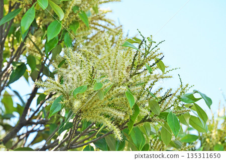 Castanopsis sieboldii flowers (spring, May) Castanopsis sieboldii flowers (spring, May) 135311650