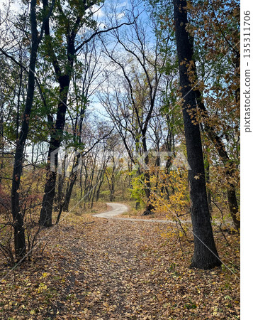 Forest path in autumn with colorful leaves and tall trees. Forest path in autumn with colorful leaves and tall trees. 135311706