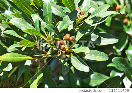 Small bayberry fruit (spring, May) 135311799