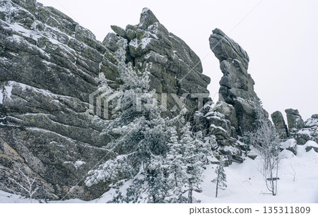 Snowy pine trees with hoarfrost stand against large natural rock formations Snowy pine trees with hoarfrost stand against large natural rock formations 135311809
