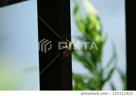 A red-horned stink bug resting on a black fence A red-horned stink bug resting on a black fence 135311925