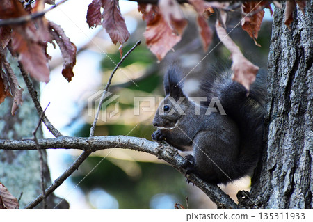 Hokkaido squirrel on a tree in a late autumn forest Hokkaido squirrel on a tree in a late autumn forest 135311933