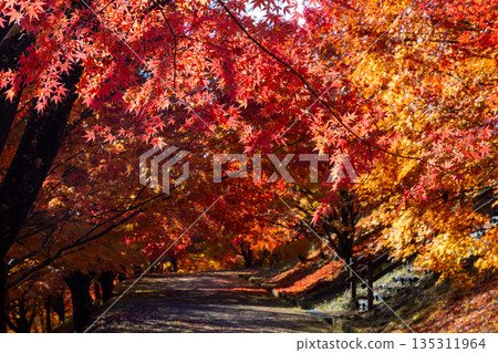 長野縣上名郡箕輪町東之輪－紅葉湖（箕輪水壩）末廣廣場附近的楓樹隧道，這裡是著名的賞楓勝地。 135311964