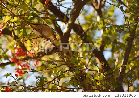 A Japanese white-eye eating the fruit of a vilacantha A Japanese white-eye eating the fruit of a vilacantha 135311969