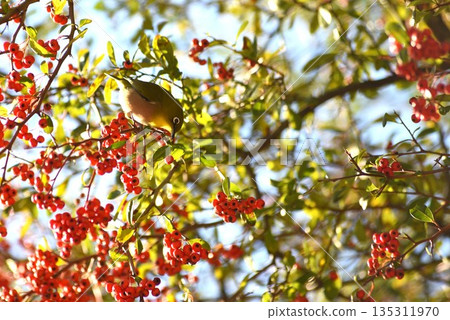 A Japanese white-eye eating the fruit of a vilacantha A Japanese white-eye eating the fruit of a vilacantha 135311970