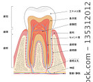 Cross-sectional illustration of a molar 135312012