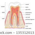 Cross-sectional illustration of a molar 135312013
