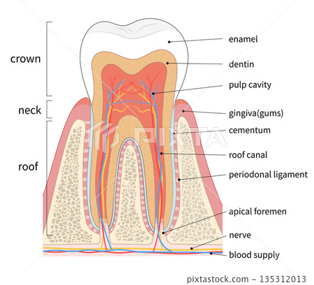 Cross-sectional illustration of a molar Cross-sectional illustration of a molar 135312013