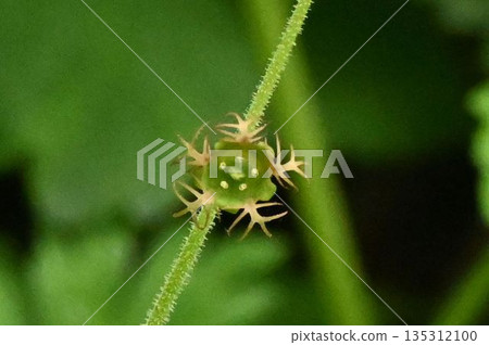A uniquely shaped flower of Cocharmellus, seen in Kamikochi, Shinshu, with fishbone-shaped petals and five stamens attached to the flower disk. A uniquely shaped flower of Cocharmellus, seen in Kamikochi, Shinshu, with fishbone-shaped petals and five stamens attached to the flower disk. 135312100