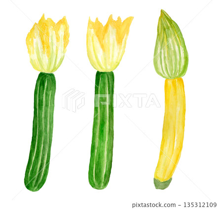 Hand-drawn watercolor illustration of zucchini flowers 135312109