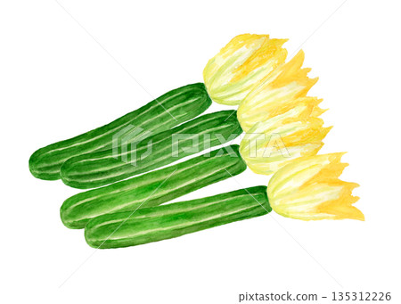 Hand-drawn watercolor illustration of harvested zucchini flowers 135312226