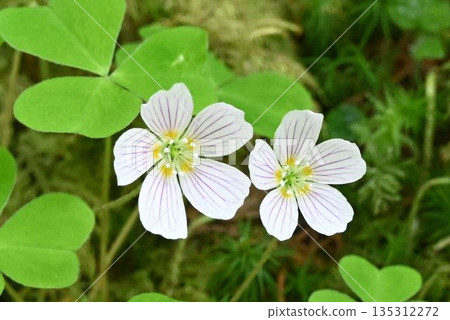 在信州上高地看到的美麗的酢漿草(Oxalis komiyamami)花,花瓣為白色,帶有紫色條紋。 在信州上高地看到的美麗的酢漿草(Oxalis komiyamami)花,花瓣為白色,帶有紫色條紋。 135312272