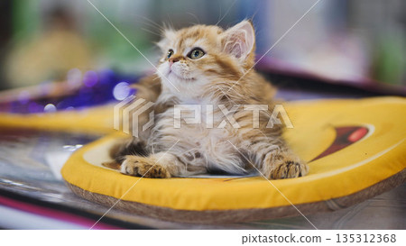 Adorable golden british longhair kitten lying on a yellow cushion looking up 135312368