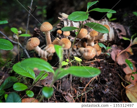 honey mushroom growing on tree in autumn honey mushroom growing on tree in autumn 135312497
