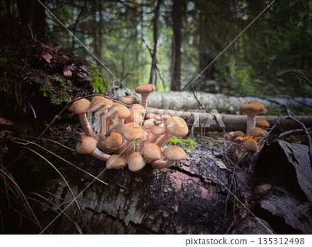 honey mushroom growing on tree in autumn honey mushroom growing on tree in autumn 135312498