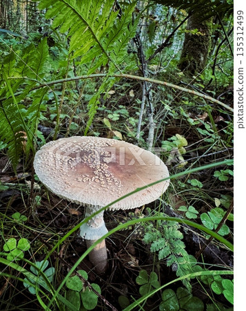 blushing amanita edible mushroom. vertical photo blushing amanita edible mushroom. vertical photo 135312499