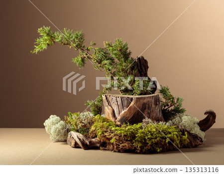 Composition with natural wood, moss and juniper branches. 135313116