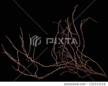 The intricately entwined withered branch of a bush on a black background. The intricately entwined withered branch of a bush on a black background. 135313118