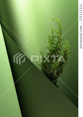 Juniper branches on a green background. 135313121