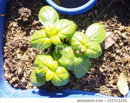 Basil seeds sown in a planter 135313205