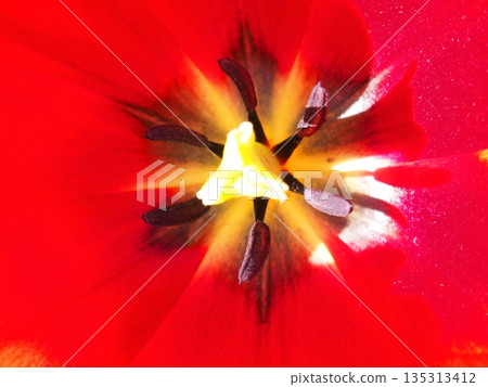 Close-up of red tulips 135313412