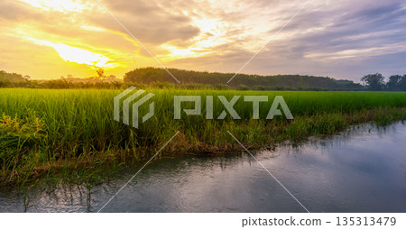 Rice field rural panorama with colorful of sky in twilight Rice field rural panorama with colorful of sky in twilight 135313479