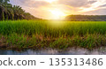 Rice field rural panorama with colorful of sky in twilight 135313486