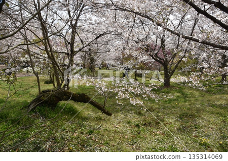 草地上櫻花盛開 草地上櫻花盛開 135314069