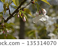 一片櫻花花瓣 135314070