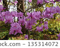 杜鵑花盛開 135314072