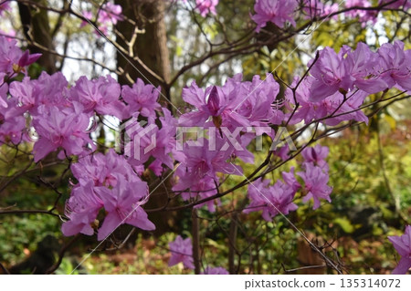 杜鵑花盛開 杜鵑花盛開 135314072