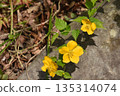 黃花，山吹 135314074