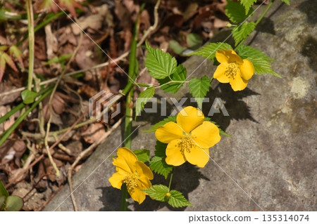 黃花，山吹 135314074