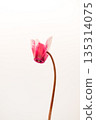 Cyclamen flowers 135314075