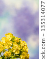 Rape blossoms 135314077