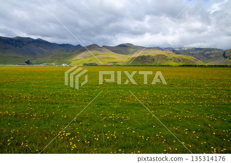 在北歐島國冰島南部，一條公路旁綿延著一片蒲公英。 135314176