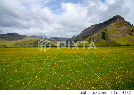 在北歐島國冰島南部，一條公路旁綿延著一片蒲公英。 135314177