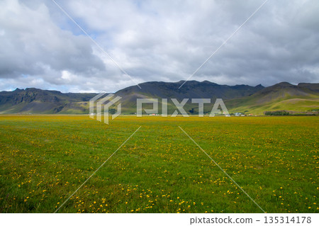 在北歐島國冰島南部,一條公路旁綿延著一片蒲公英。 在北歐島國冰島南部,一條公路旁綿延著一片蒲公英。 135314178