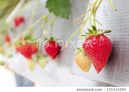 草莓採摘 135314304