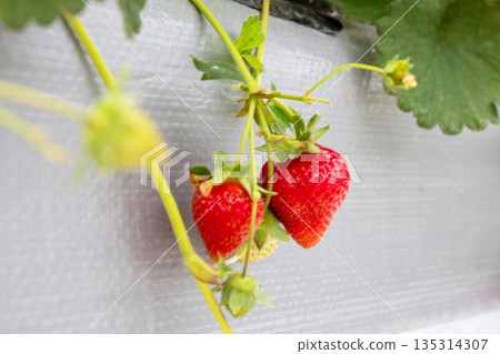 草莓採摘 草莓採摘 135314307