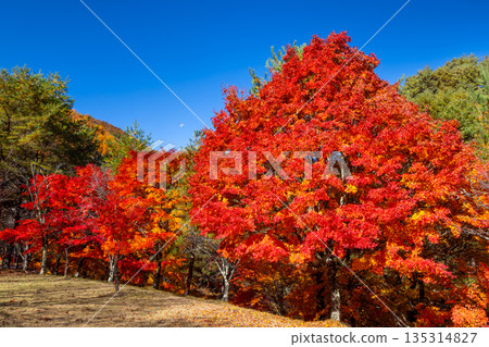 Higashiminowa, Minowa Town, Kamiina District, Nagano Prefecture - A famous spot for viewing autumn leaves: Lake Momiji (Minowa Dam) and the vibrant maples and blue sky at Suehiro Square Higashiminowa, Minowa Town, Kamiina District, Nagano Prefecture - A famous spot for viewing autumn leaves: Lake Momiji (Minowa Dam) and the vibrant maples and blue sky at Suehiro Square 135314827