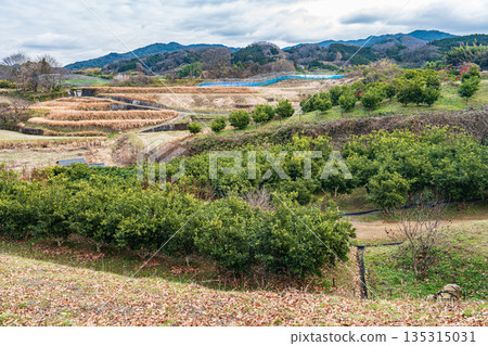Citrus orchard near Takamatsuzuka Tomb, Asuka Village, Nara Prefecture Citrus orchard near Takamatsuzuka Tomb, Asuka Village, Nara Prefecture 135315031
